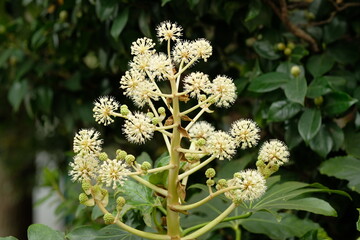 Fatsia japonica in full blooming	