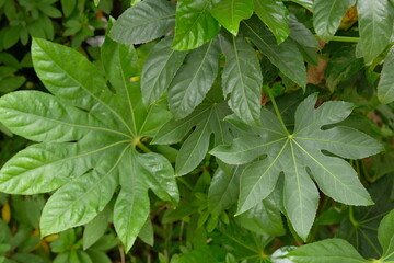 green leaves of Japanese Aralia