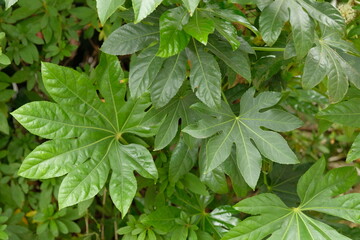 green leaves of Japanese Aralia