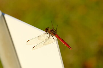 Japanese Dragonfly in the botanical garden