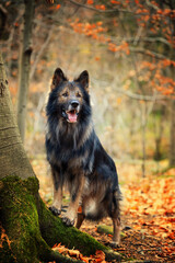 Psy rasowe z rodowodem i jesienny spacer, owczarek niemiecki i Border collie, portret pieska, ujęcie z przodu