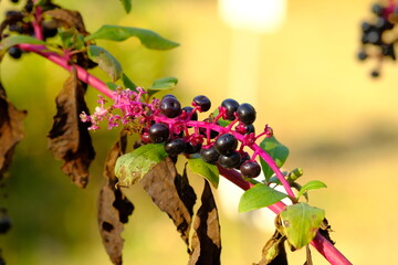 fruits of Pokeweed in autumn