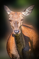 portrait of a female doe red deer