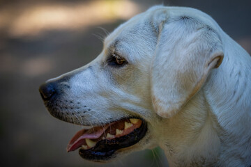 close-up side-view portrait of a labrador dog
