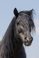 Wild Horse in the Wyoming Desert in Summer