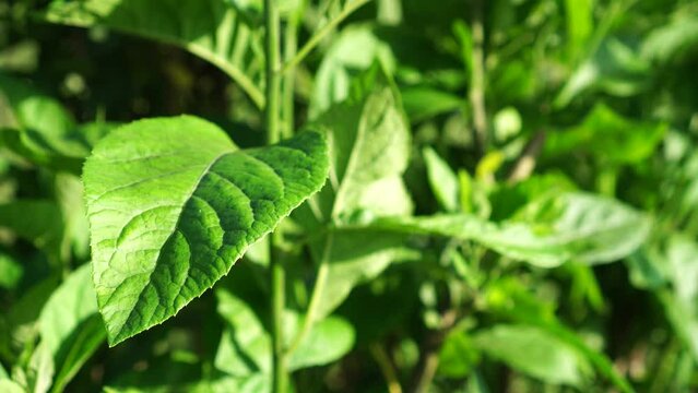 green leaves of vernonia amygdalina