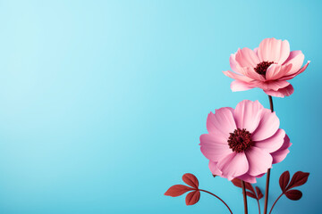 Pink stylish flowers on blue background. Copy space.