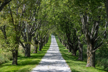 Fototapeta na wymiar Entrance lined with mature trees to an estate in Vermont