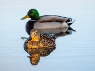 Female mallard swimming in a lake with reflection in the water and male mallard in the background