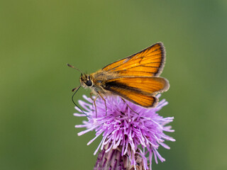 Small skipper on a bright purple thistle blossom