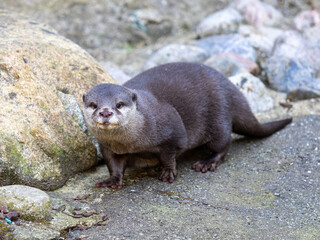 Asian small-clawed otter looking at the camera