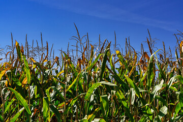 Fototapeta premium Maisfeld