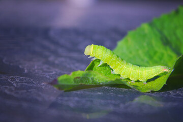 Natural closeup on the large green caterpillar of the Angle Shades Phlogophora meticulosa.