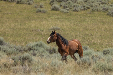 Wild Horse in the Wyoming Desert in Summer