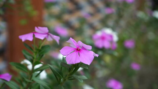 catharanthus roseus in the garden