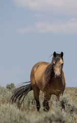 Wild Horse in the Wyoming Desert in Summer