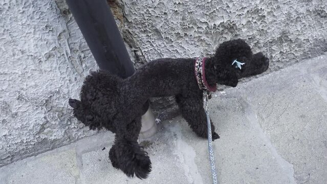Dog pees on the wall