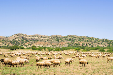 Many Sheep with beautiful panorama of rainbow mountains.Tusheti sheep with shepherds migrate south to Vashlovani protected areas for warmer winter