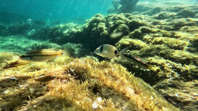 Sea fish on the bottom