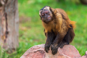 A monkey that mimics human expressions and behavior.
(tufted capuchin (Sapajus apella))(flattering expression)