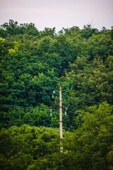 Obraz premium dense green trees, inside of which there is a lonely electric pole, against the blue sky