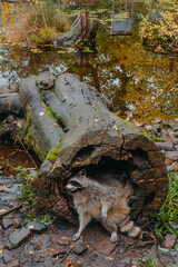 Gorgeous raccoon cute peeks out of a hollow in the bark of a large tree. Raccoon (Procyon lotor) also known as North American raccoon sitting hidden in old hollow trunk. Wildlife scene. Habitat North