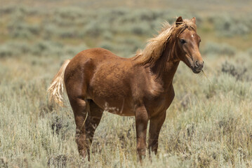 Wild Horse in the Wyoming Desert in Summer