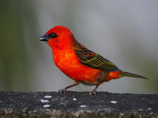 Bright red bird eating rice grains
