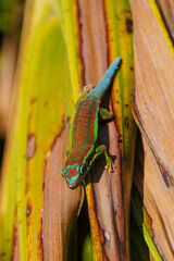 Multicolored turquoise green blue ornate day Gecko in natural environment 