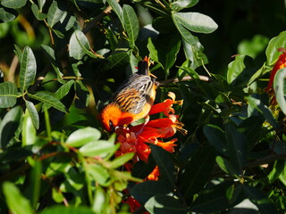Orange bird eating from orange trumpet vine creeper plant 