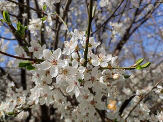 Obraz premium White Plum blossoms, branches, blue sky