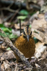 Eared Pitta Black eyes, white-brown eyebrows The eyes have long tufts of fur that resemble ears. body on sugar The underside is yellow-brown. Black scales, wings with reddish-yellow brown spots.