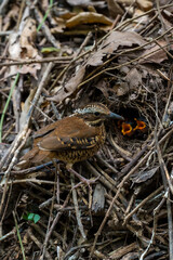 Eared Pitta Black eyes, white-brown eyebrows The eyes have long tufts of fur that resemble ears. body on sugar The underside is yellow-brown. Black scales, wings with reddish-yellow brown spots.