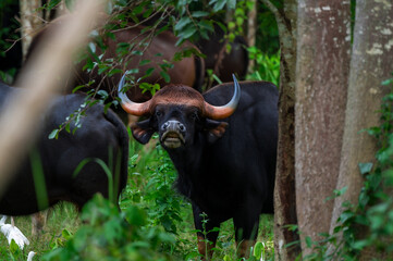 Gaur (Bos gaurus) The fur is short, cropped and shiny, black or brown. The legs are soft white, like wearing socks. The forehead area has a grayish-white or yellowish Bodhi face. High mid-back
