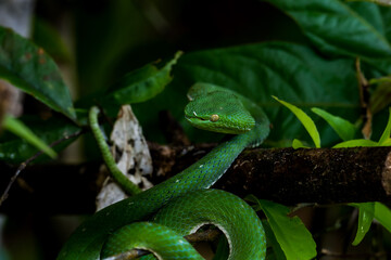 Vogel's Green Pitviper It is a dangerous mild venomous snake. Bigger than a green snake. It has white lips and belly. lighter green and has a green tail tip