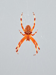Orange spider. The Garden cross spider. Araneus diadematus.