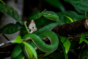 Vogel's Green Pitviper It is a dangerous mild venomous snake. Bigger than a green snake. It has white lips and belly. lighter green and has a green tail tip