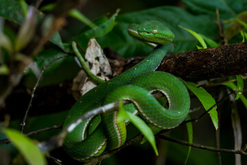 Vogel's Green Pitviper It is a dangerous mild venomous snake. Bigger than a green snake. It has white lips and belly. lighter green and has a green tail tip