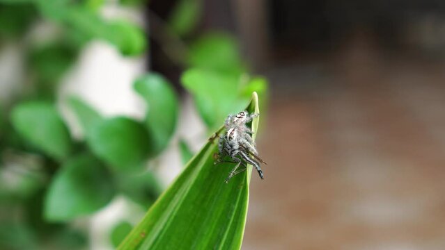 hyllus giganteus on a leaf