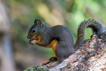 Naklejka na ściany i meble Squirrel eating on a log