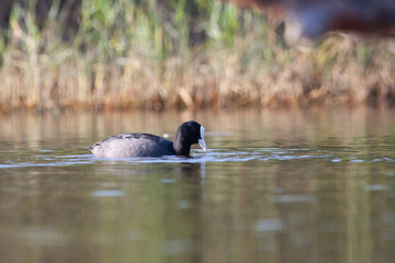 Goose