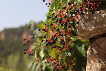 Planta con bolas azuladas