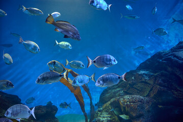 A group of fishes, swimming in the ocean