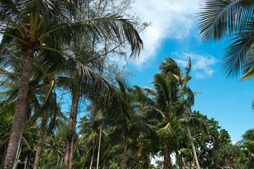 Coconut palm tree on blue sky background in Asia