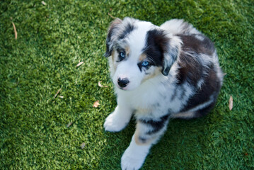Chiot Berger Américain miniature regard tendre