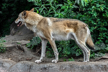 European wolf male. Latin name - Canis lupus	
