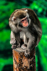 Japanese macaque female on the beam. Latin name - Macaca fuscata	
