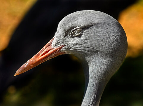 Stanley crane`s head. Latin name - Anthropoides paradisea	
