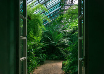 entrance to an old greenhouse with a collection of tropical ferns