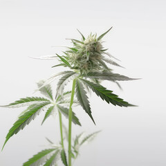 Cannabis marijuana plant on white background